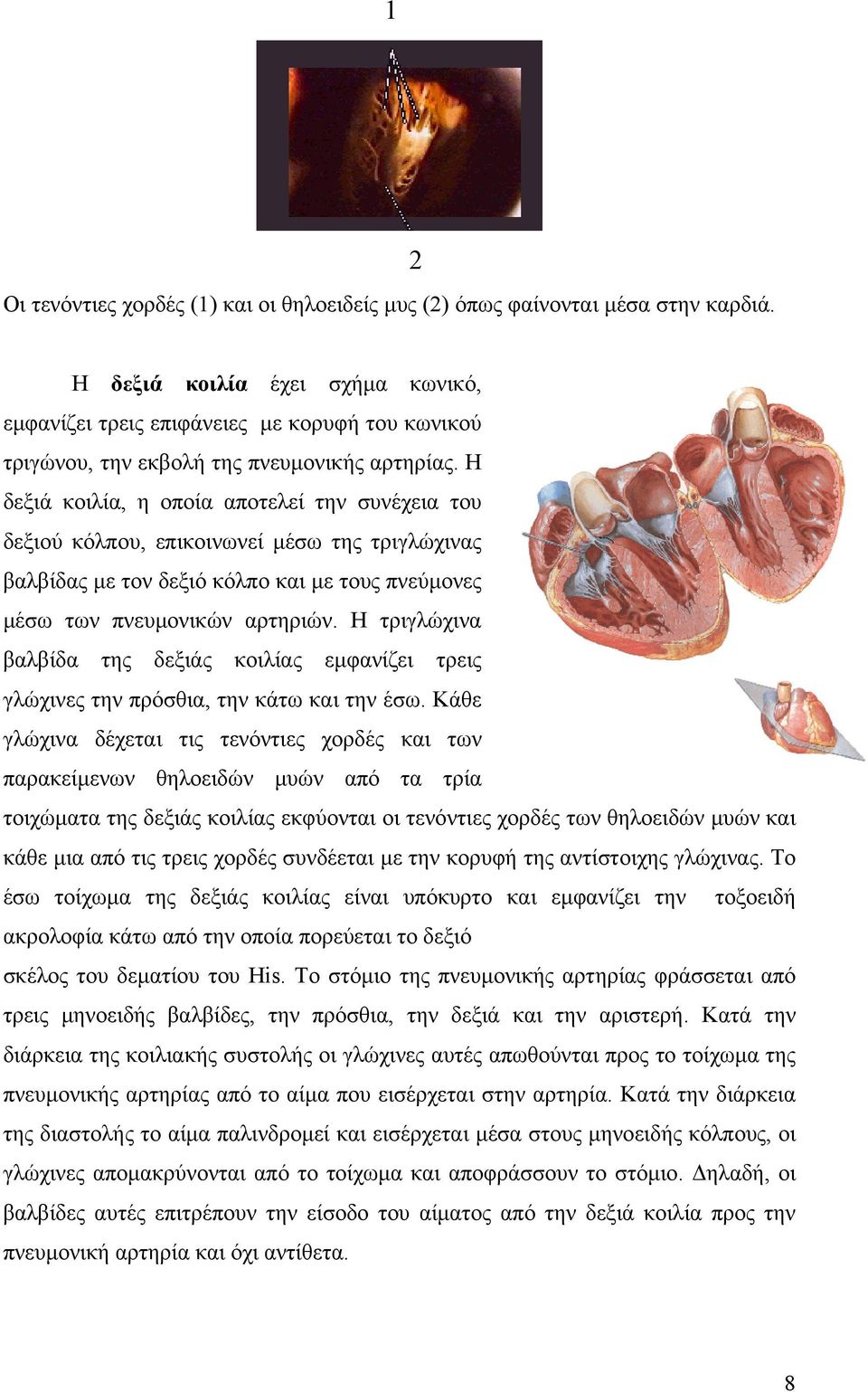 Η δεξιά κοιλία, η οποία αποτελεί την συνέχεια του δεξιού κόλπου, επικοινωνεί µέσω της τριγλώχινας βαλβίδας µε τον δεξιό κόλπο και µε τους πνεύµονες µέσω των πνευµονικών αρτηριών.