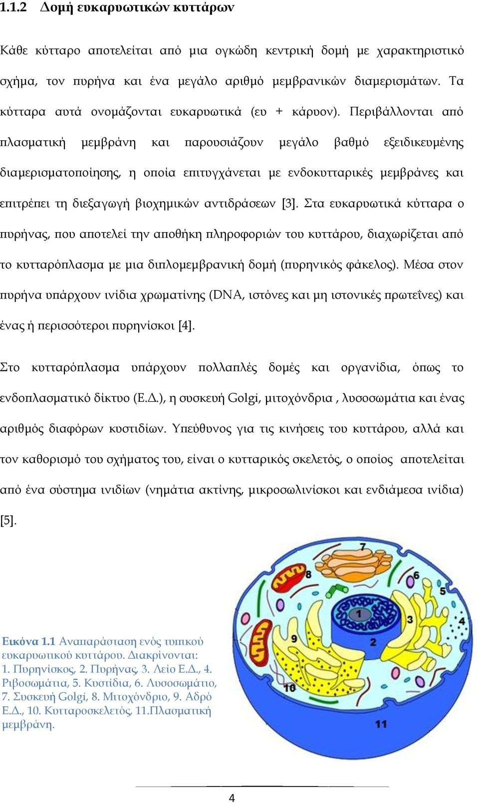 Περιβάλλονται από πλασματική μεμβράνη και παρουσιάζουν μεγάλο βαθμό εξειδικευμένης διαμερισματοποίησης, η οποία επιτυγχάνεται με ενδοκυτταρικές μεμβράνες και επιτρέπει τη διεξαγωγή βιοχημικών