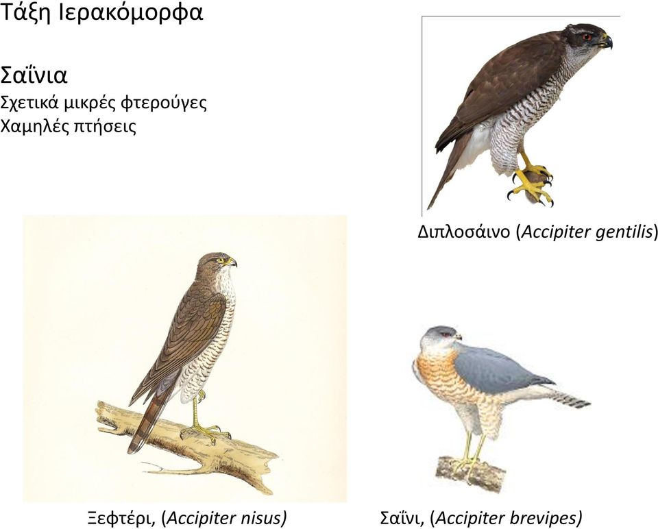 Διπλοσάινο (Accipiter gentilis)