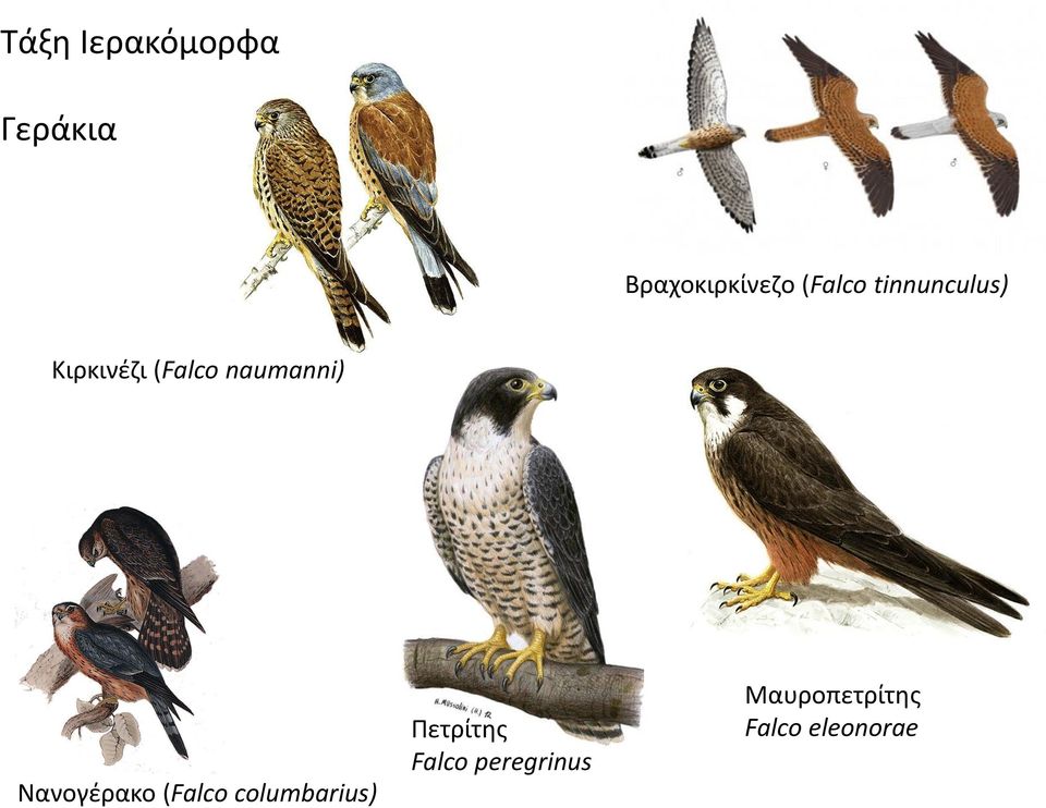 naumanni) Νανογέρακο (Falco columbarius)