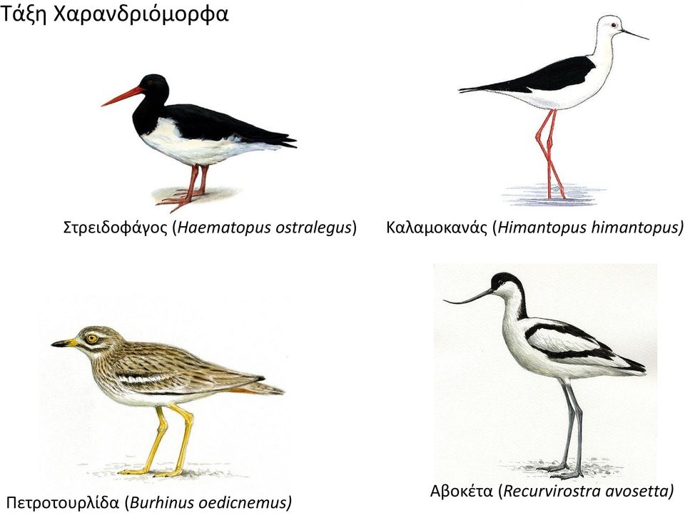 (Himantopus himantopus) Πετροτουρλίδα