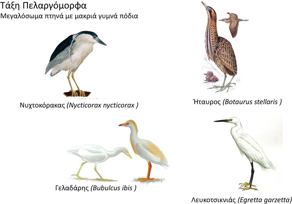 nycticorax ) Ήταυρος (Botaurus stellaris )