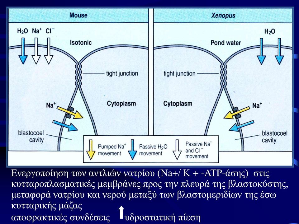 βλαστοκύστης, μεταφορά νατρίου και νερού μεταξύ των