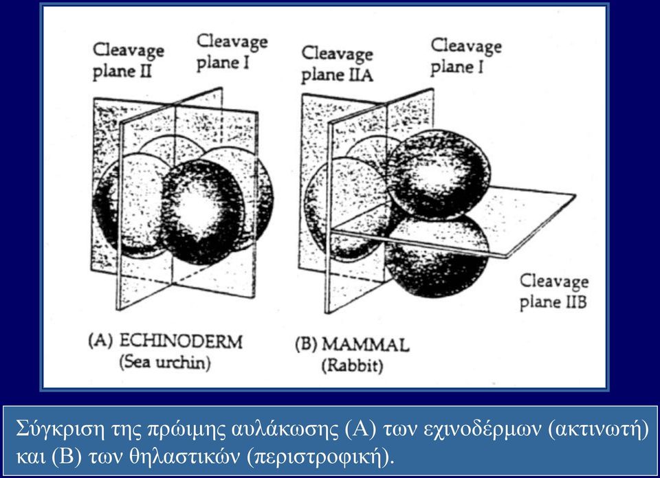 εχινοδέρμων (ακτινωτή)