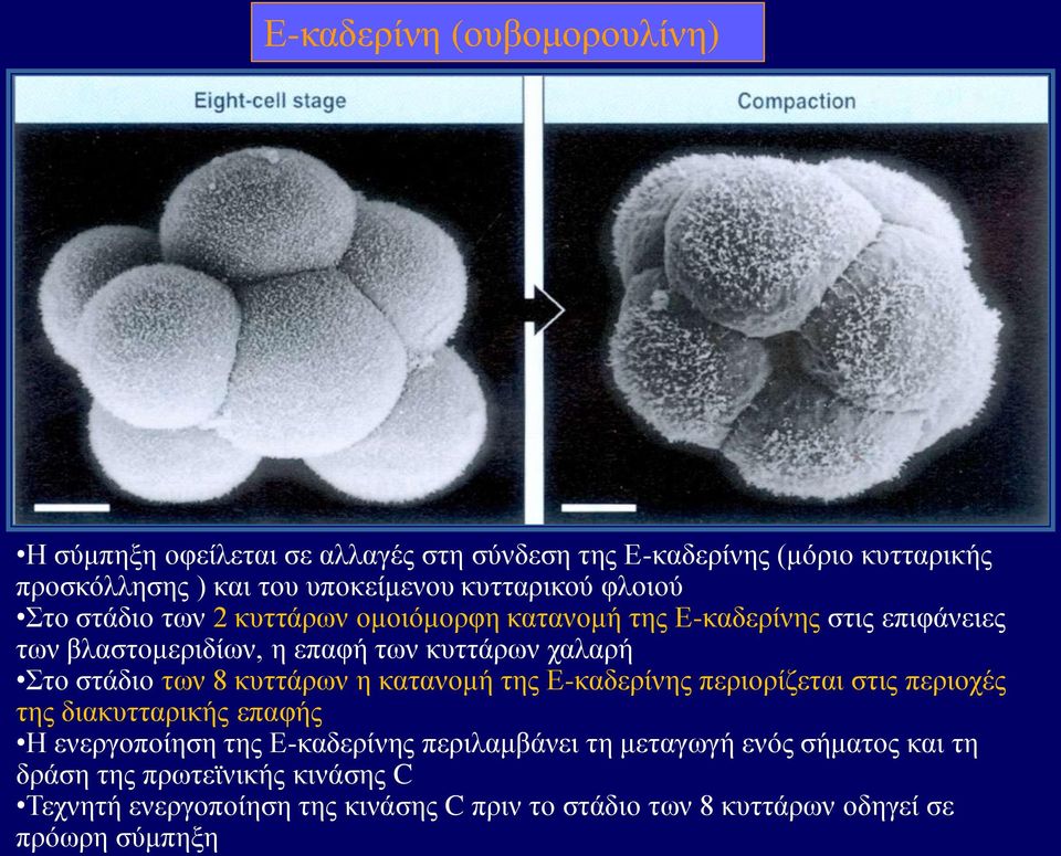 Στο στάδιο των 8 κυττάρων η κατανομή της Ε-καδερίνης περιορίζεται στις περιοχές της διακυτταρικής επαφής Η ενεργοποίηση της Ε-καδερίνης