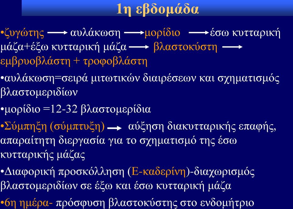 αύξηση διακυτταρικής επαφής, απαραίτητη διεργασία για το σχηματισμό της έσω κυτταρικής μάζας Διαφορική προσκόλληση