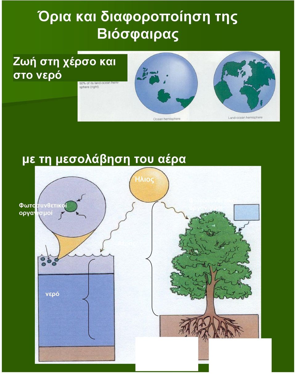 Ήλιος Φωτοσυνθετικοί οργανισμοί Φωτοσυνθετικοί