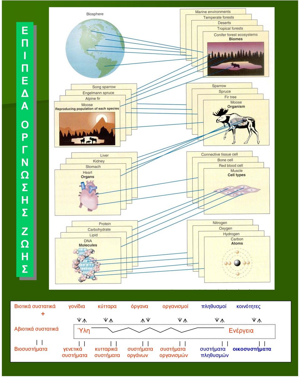 συστήματα οικοσυστήματα συστήματα συστήματα οργάνων οργανισμών πληθυσμών Ύλη