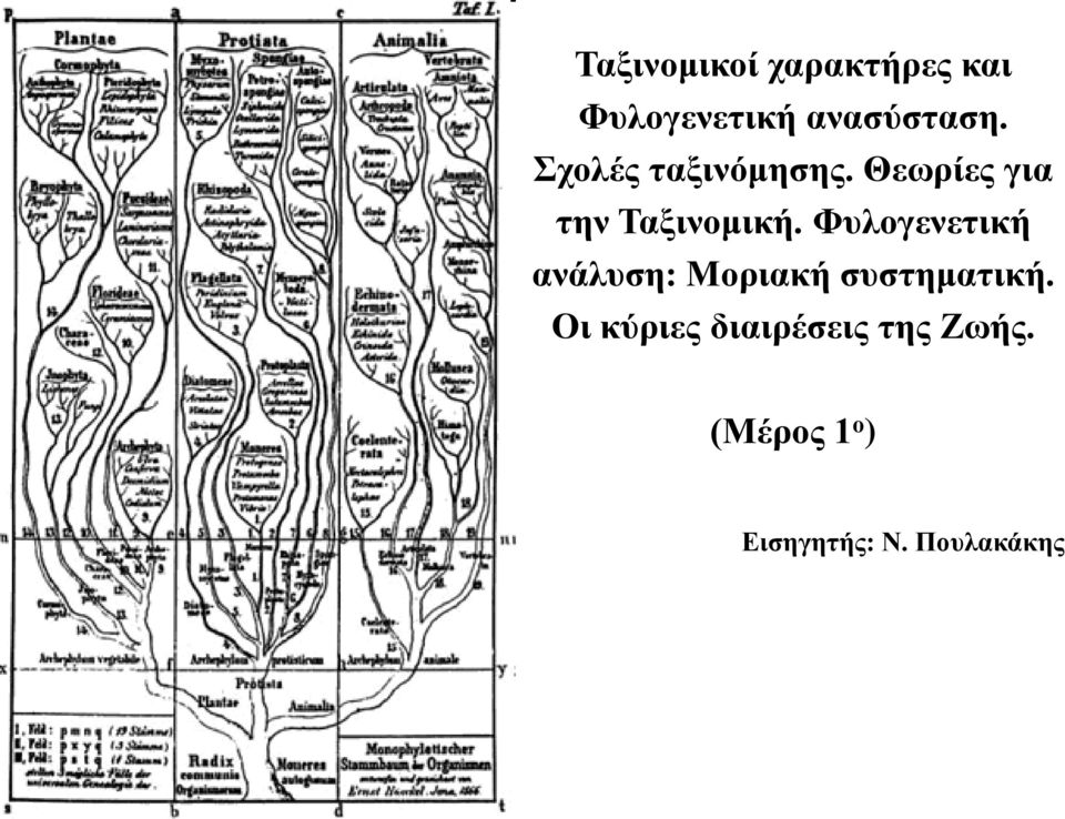 Φυλογενετική ανάλυση: Μοριακή συστηματική.