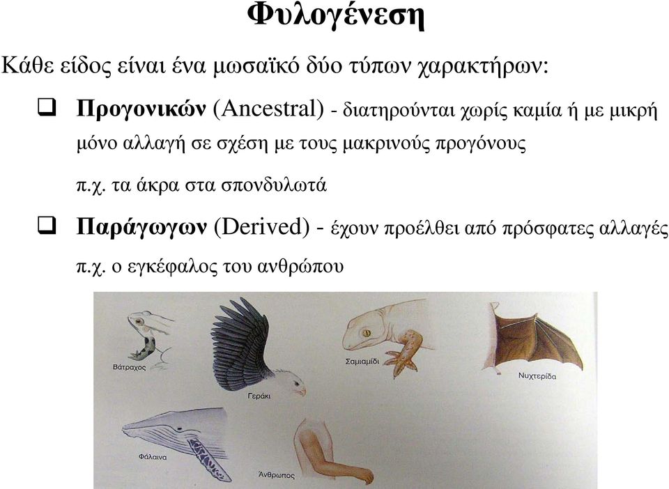 σχέση με τους μακρινούς προγόνους π.χ. τα άκρα στα σπονδυλωτά