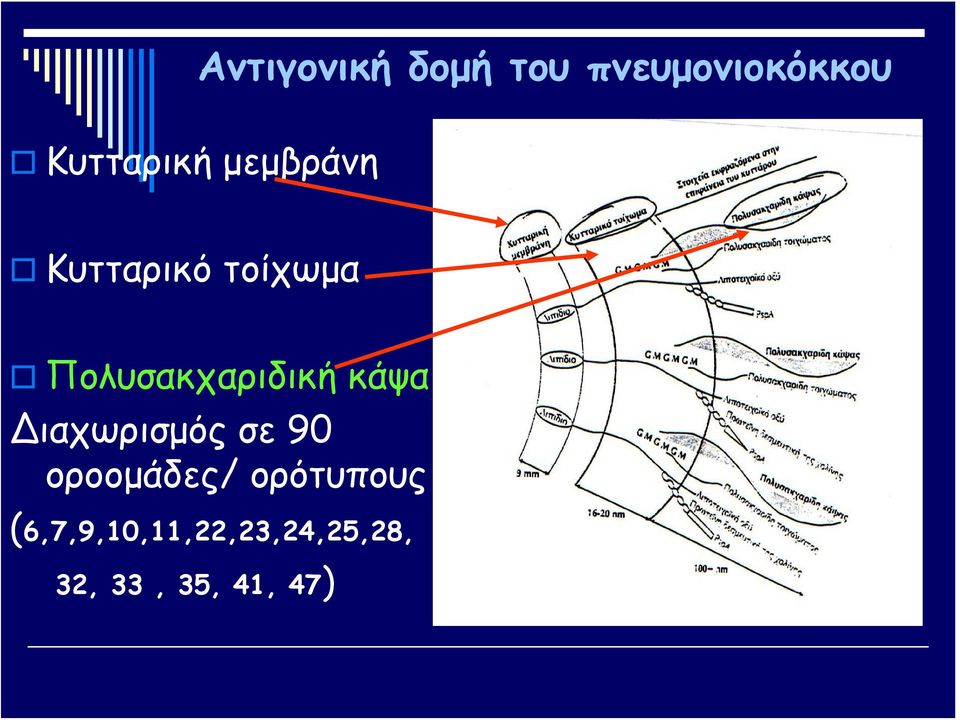 Πολυσακχαριδική κάψα ιαχωρισμός σε 90