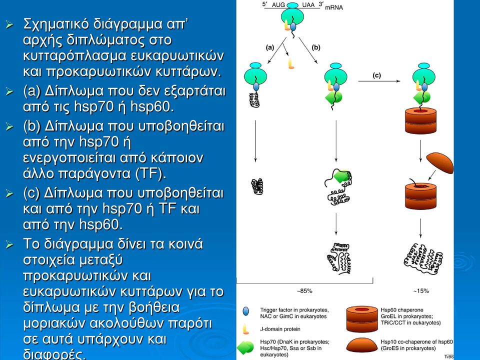 (b) Δίπλωμα που υποβοηθείται από την hsp70 ή ενεργοποιείται από κάποιον άλλο παράγοντα (TF).