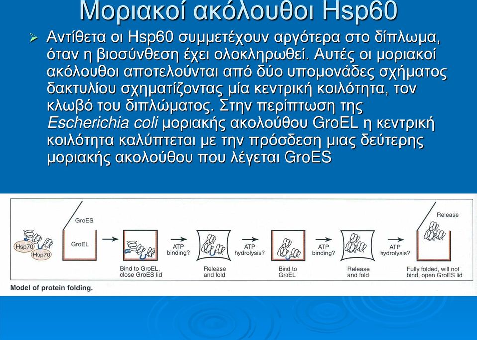 Αυτές οι μοριακοί ακόλουθοι αποτελούνται από δύο υπομονάδες σχήματος δακτυλίου σχηματίζοντας μία