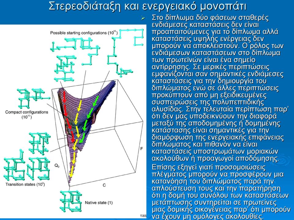 Σε μερικές περιπτώσεις εμφανίζονται σαν σημαντικές ενδιάμεσες καταστάσεις για την δημιουργία του διπλώματος ενώ σε άλλες περιπτώσεις προκύπτουν από μη εξειδικευμένες συσπειρώσεις της πολυπεπτιδικής