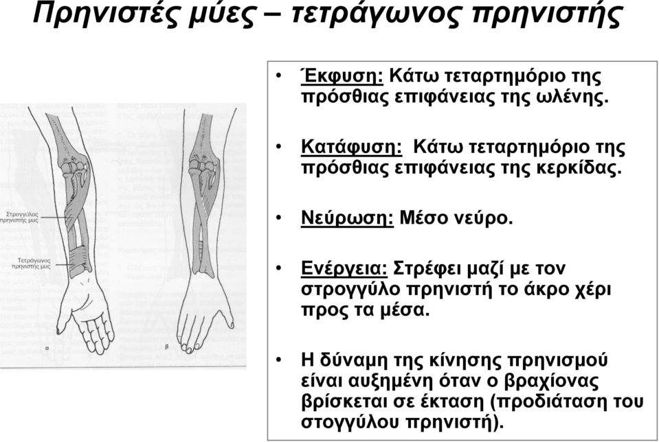 Ενέργεια: Στρέφει μαζί με τον στρογγύλοπρηνιστήτοάκροχέρι προς τα μέσα.