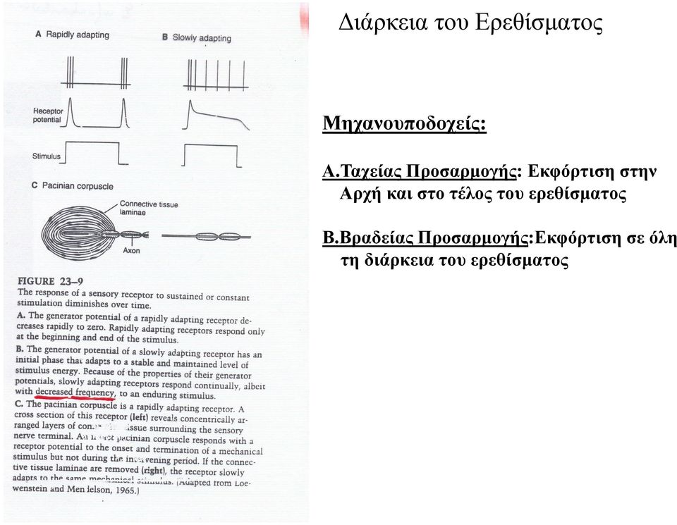 στο τέλος του ερεθίσµατος Β.