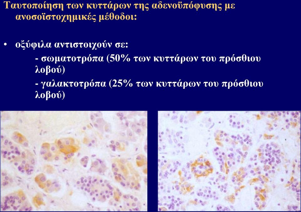 - σωματοτρόπα (50% των κυττάρων του πρόσθιου
