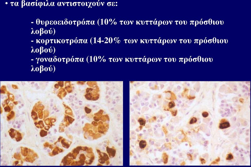 κορτικοτρόπα (14-20% των κυττάρων του πρόσθιου