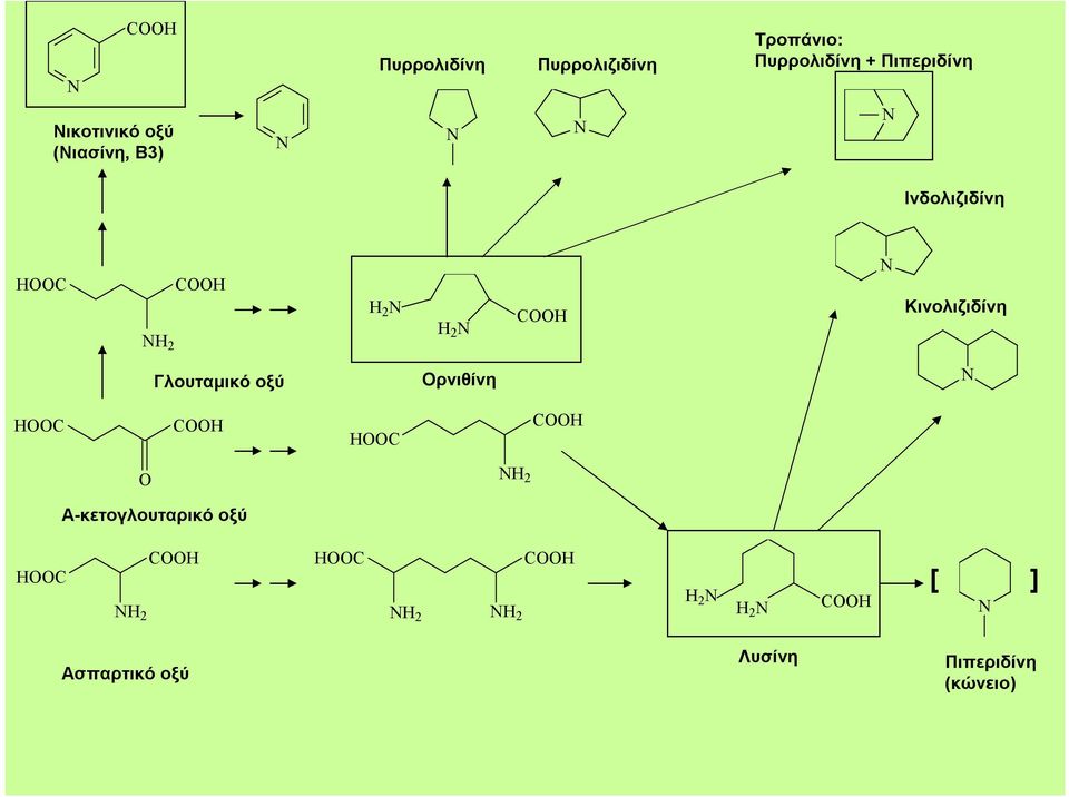 Κινολιζιδίνη Γλουταμικό οξύ Ορνιθίνη HC CH HC CH H 2 Α-κετογλουταρικό