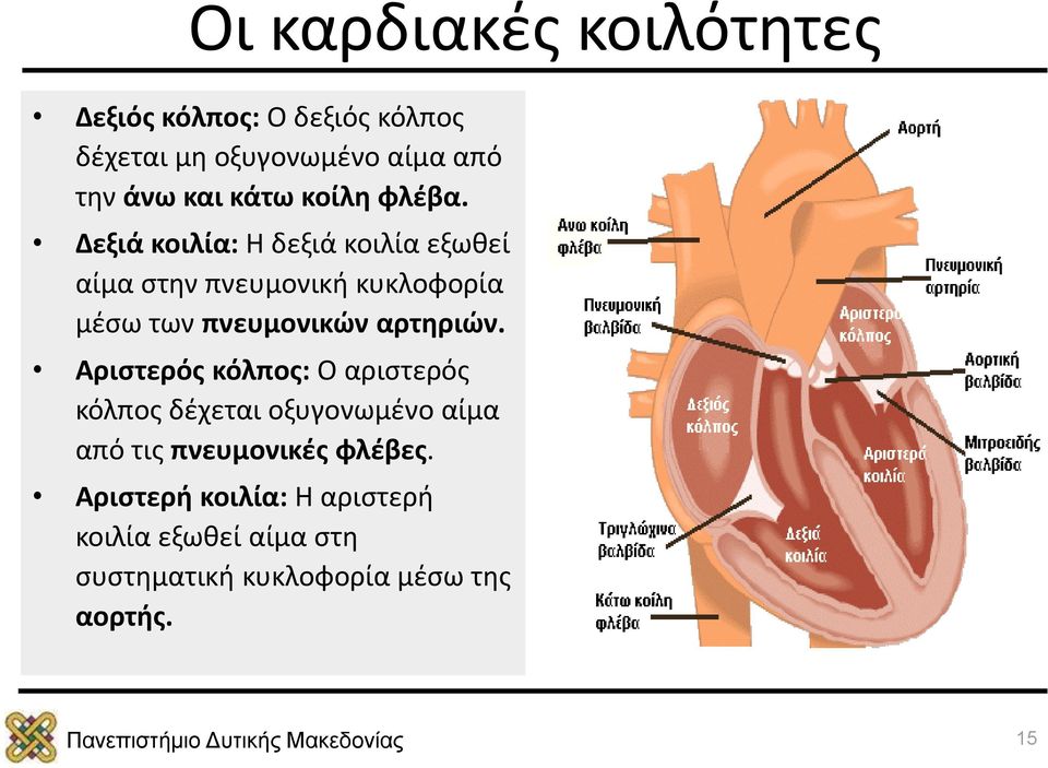 Δεξιά κοιλία: Η δεξιά κοιλία εξωθεί αίμα στην πνευμονική κυκλοφορία μέσω των πνευμονικών αρτηριών.