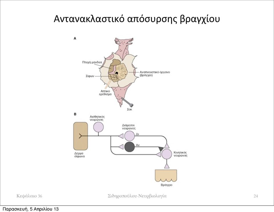 Κεφάλαιο 36