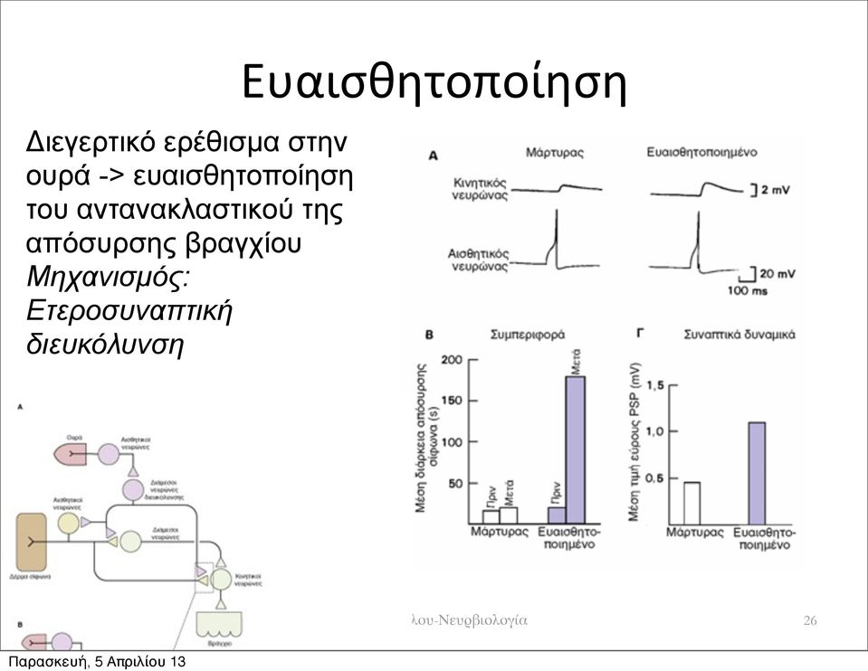 απόσυρσης βραγχίου Μηχανισµός: Ετεροσυναπτική