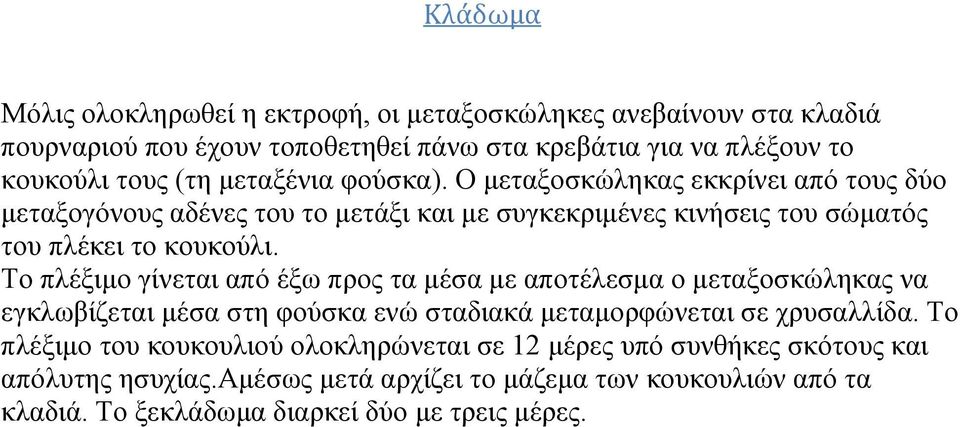 Το πλέξιμο γίνεται από έξω προς τα μέσα με αποτέλεσμα ο μεταξοσκώληκας να εγκλωβίζεται μέσα στη φούσκα ενώ σταδιακά μεταμορφώνεται σε χρυσαλλίδα.