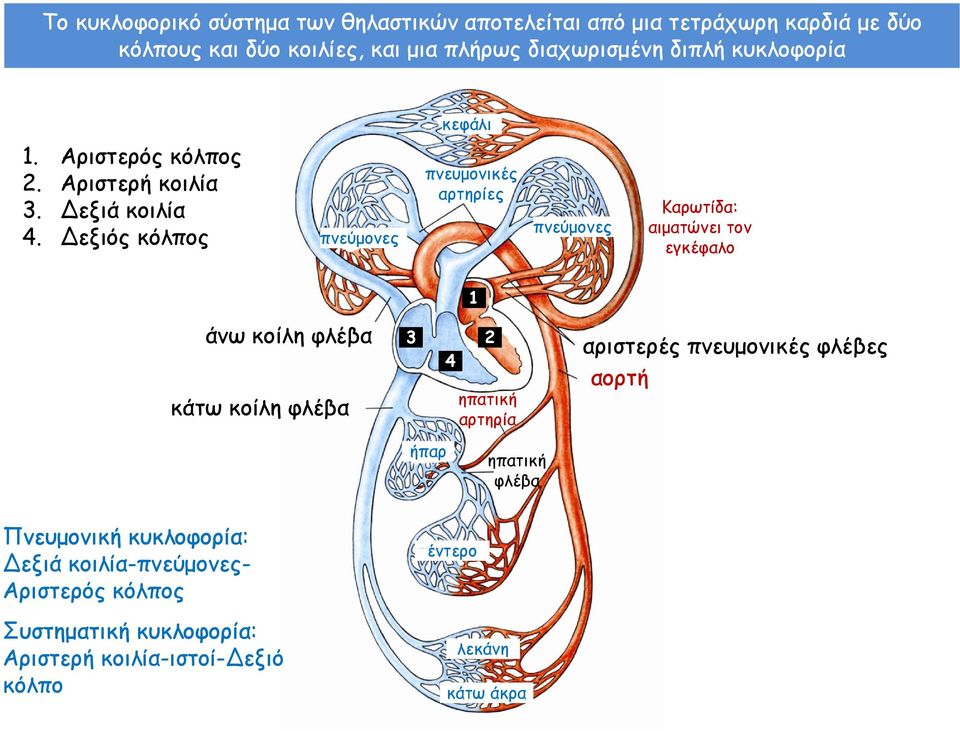 Δεξιός κόλπος πνεύμονες πνευμονικές αρτηρίες πνεύμονες Καρωτίδα: αιματώνει τον εγκέφαλο 1 άνω κοίλη φλέβα κάτω κοίλη φλέβα 3 2 4 ήπαρ