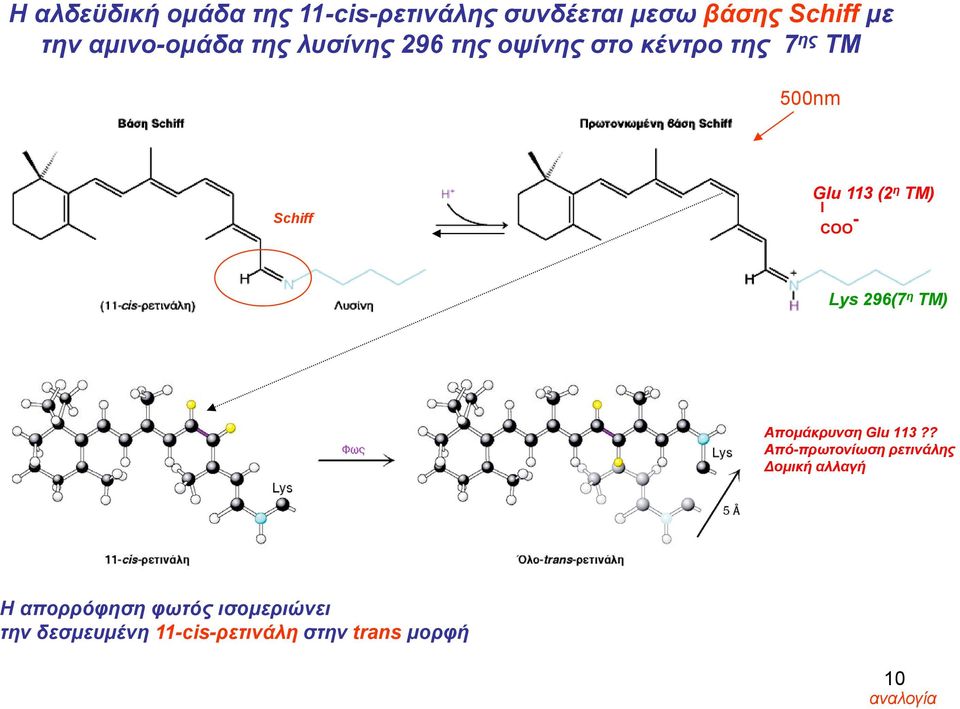 - Lys 296(7 η TM) Απομάκρυνση Glu 113?