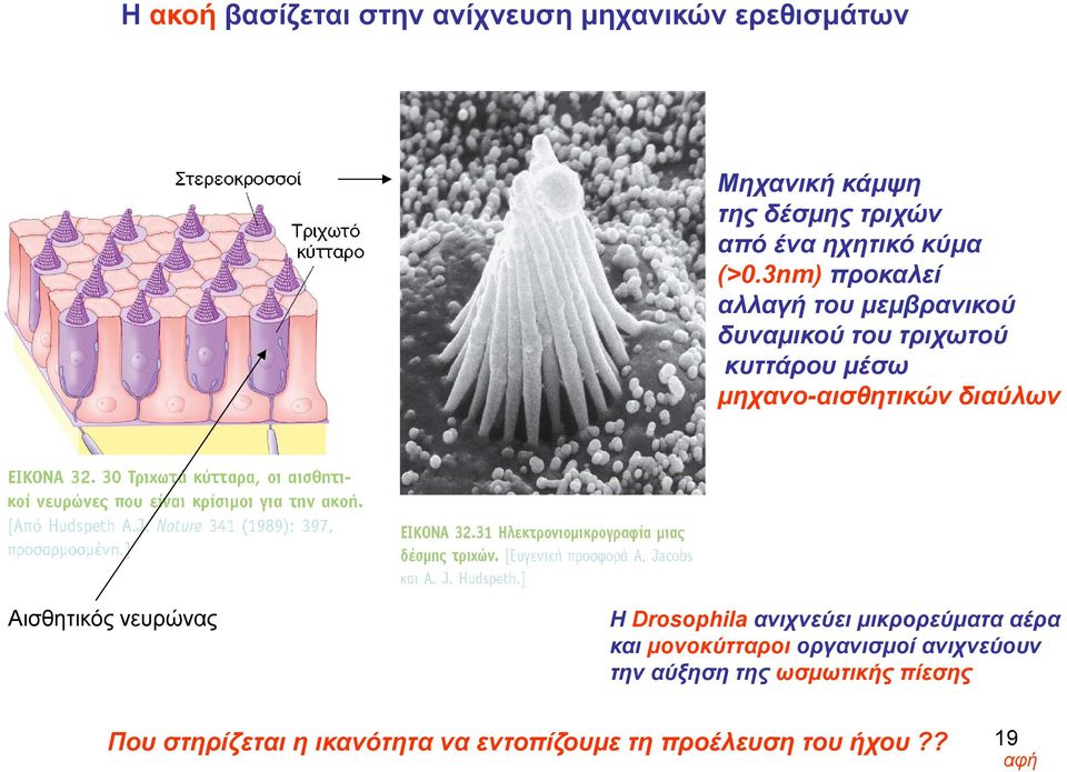 3nm) προκαλεί αλλαγή του μεμβρανικού δυναμικού του τριχωτού κυττάρου μέσω μηχανο-αισθητικών διαύλων