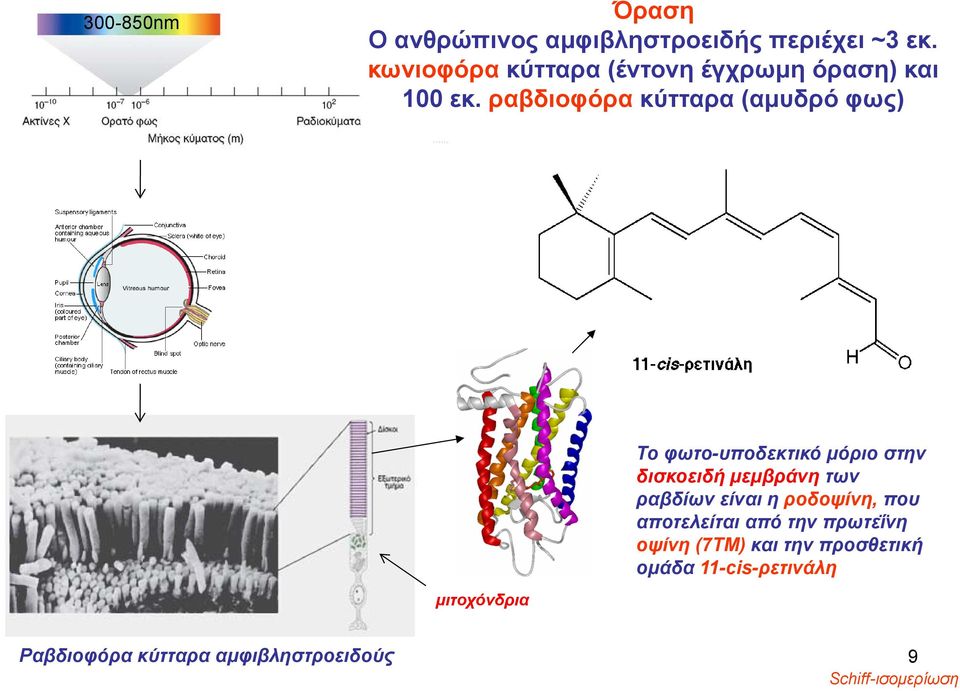 ραβδιοφόρα κύτταρα (αμυδρό φως) μιτοχόνδρια To φωτο-υποδεκτικό μόριο στην δισκοειδή μεμβράνη
