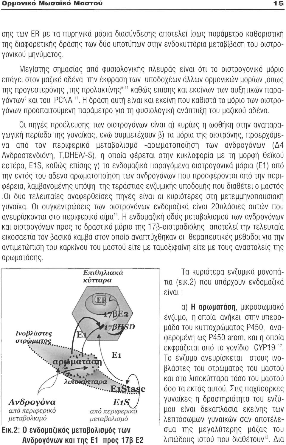 Μεγίστης σημασίας από φυσιολογικής πλευράς είναι ότι το οιστρογονικό μόριο επάγει στον μαζικό αδ ένα την έκφραση των υποδοχέων άλλων ορμονικών μορίων, όπως της προγεστερόνης, της προλακτίνης 5 11