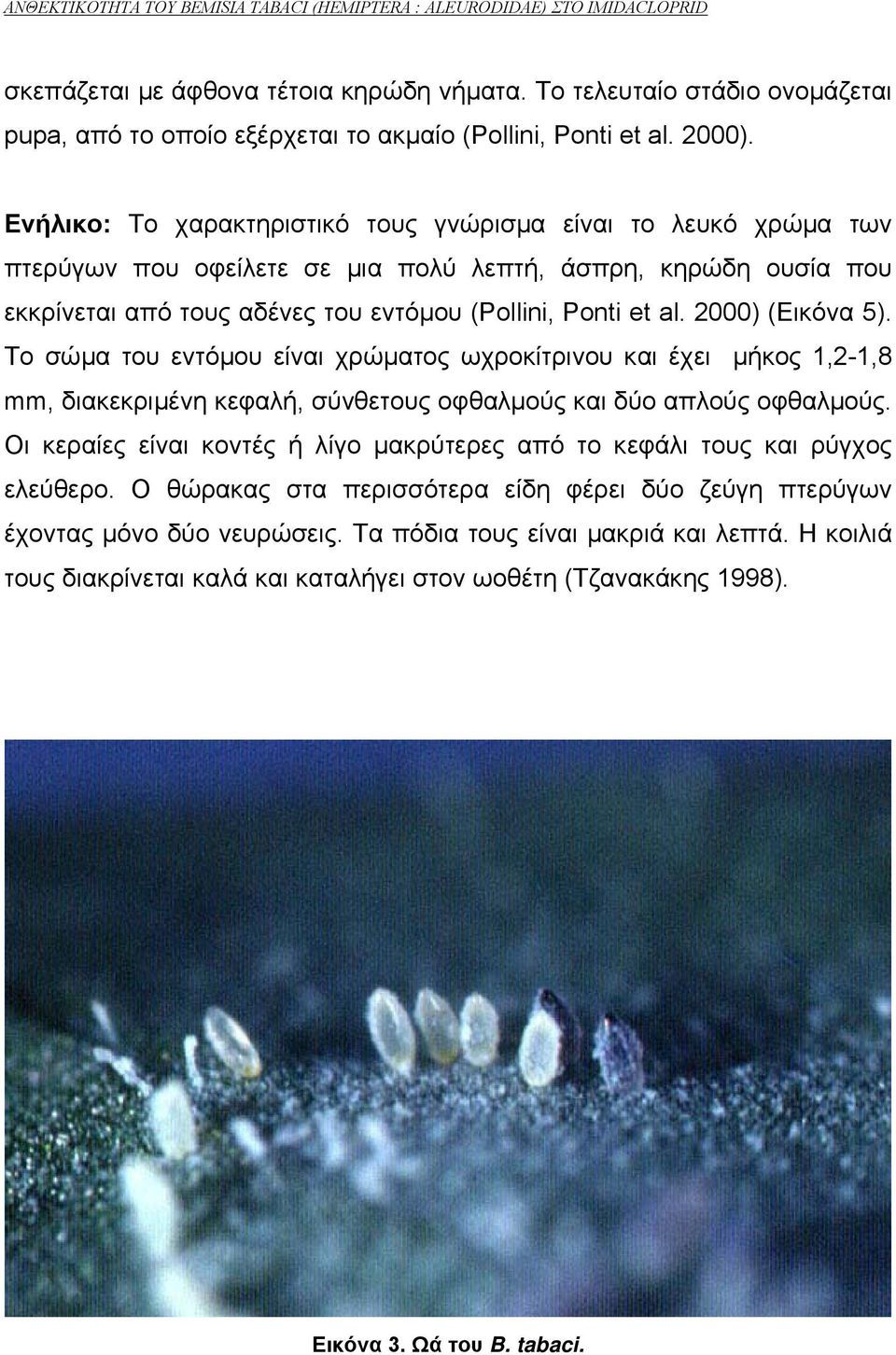 2000) (Εικόνα 5). Το σώµα του εντόµου είναι χρώµατος ωχροκίτρινου και έχει µήκος 1,2-1,8 mm, διακεκριµένη κεφαλή, σύνθετους οφθαλµούς και δύο απλούς οφθαλµούς.