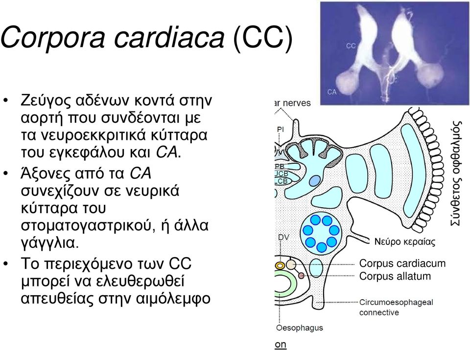 Άξονες από τα CA συνεχίζουν σε νευρικά κύτταρα του στοματογαστρικού, ή άλλα γάγγλια.