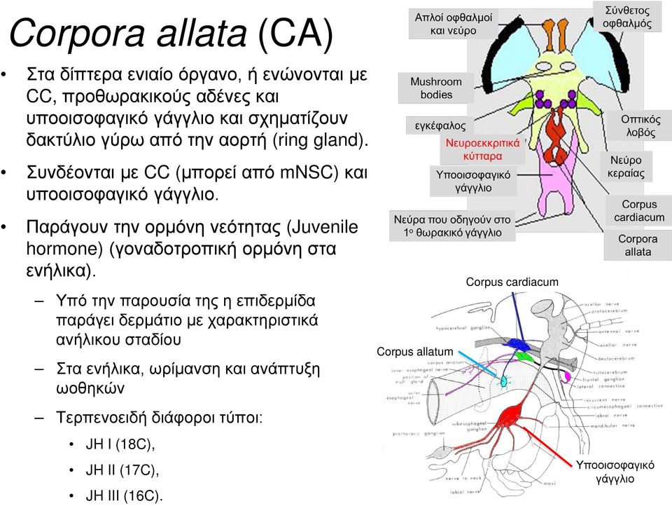 Παράγουν την ορμόνη νεότητας (Juvenile hormone) (γοναδοτροπική ορμόνη στα ενήλικα).