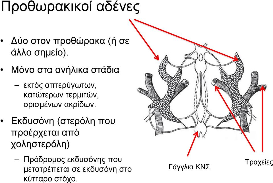 ορισμένων ακρίδων.