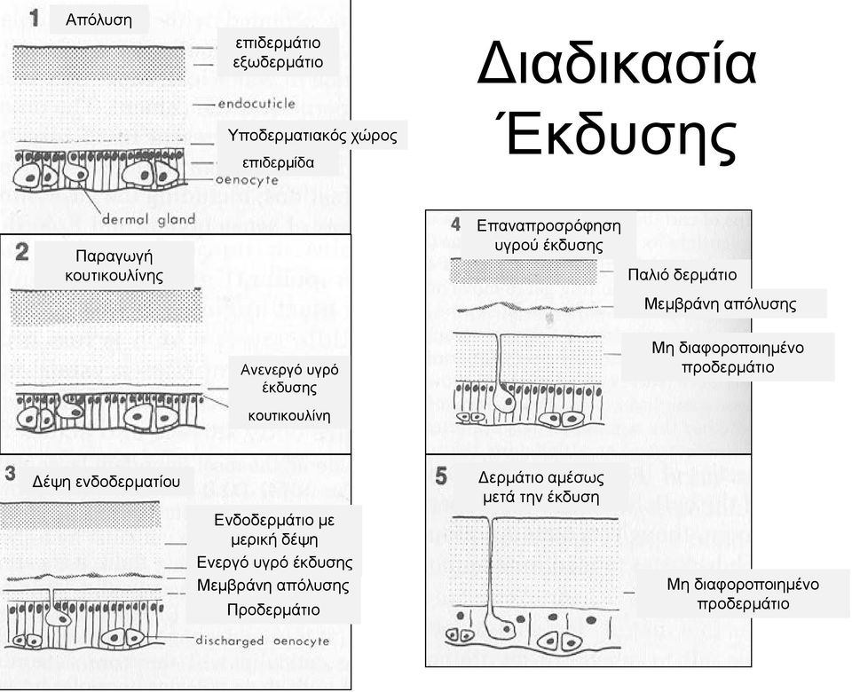 Μη διαφοροποιημένο προδερμάτιο κουτικουλίνη Δέψη ενδοδερματίου Ενδοδερμάτιο με μερική δέψη Ενεργό