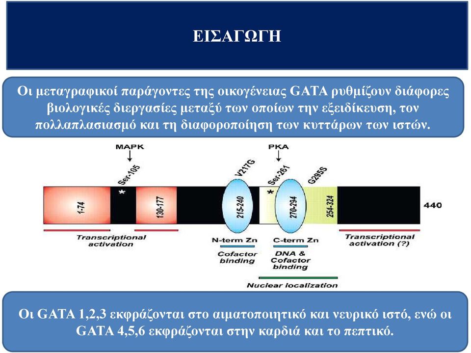 τη διαφοροποίηση των κυττάρων των ιστών.