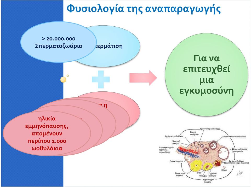 ωοθήκη Ωοθυλακιορρηξία διαθέτει ηλικία μετά την στην ηλικία περίπου ήβη 1-2