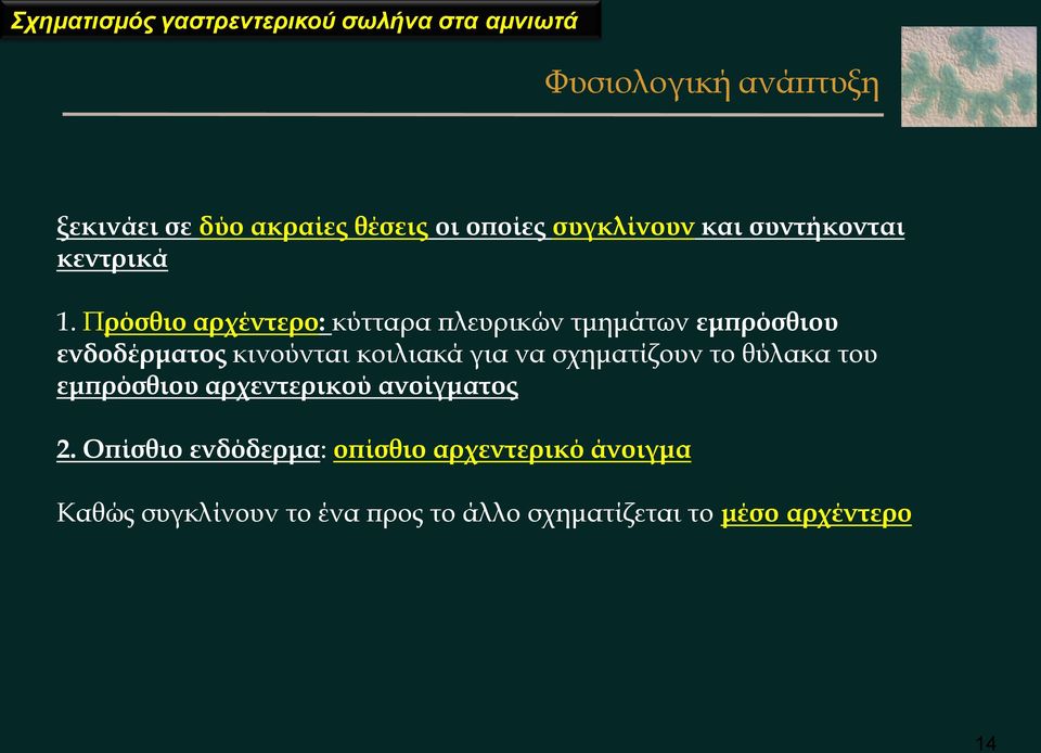 Πρόσθιο αρχέντερο: κύτταρα πλευρικών τμημάτων εμπρόσθιου ενδοδέρματος κινούνται κοιλιακά για να