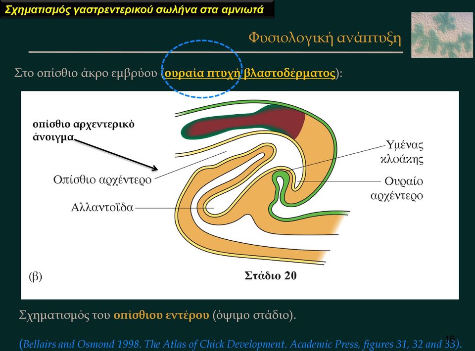 άνοιγμα Σχηματισμός του οπίσθιου εντέρου (όψιμο στάδιο).