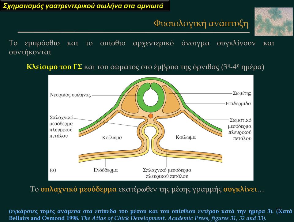 μεσόδερμα εκατέρωθεν της μέσης γραμμής συγκλίνει (εγκάρσιες τομές ανάμεσα στα επίπεδα του μέσου και του οπίσθιου