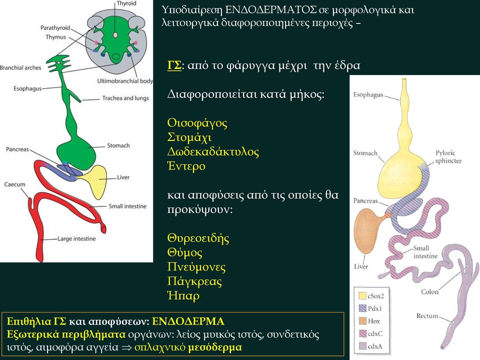 τις οποίες θα προκύψουν: Θυρεοειδής Θύμος Πνεύμονες Πάγκρεας Ήπαρ Επιθήλια ΓΣ και αποφύσεων: ΕΝΔΟΔΕΡΜΑ