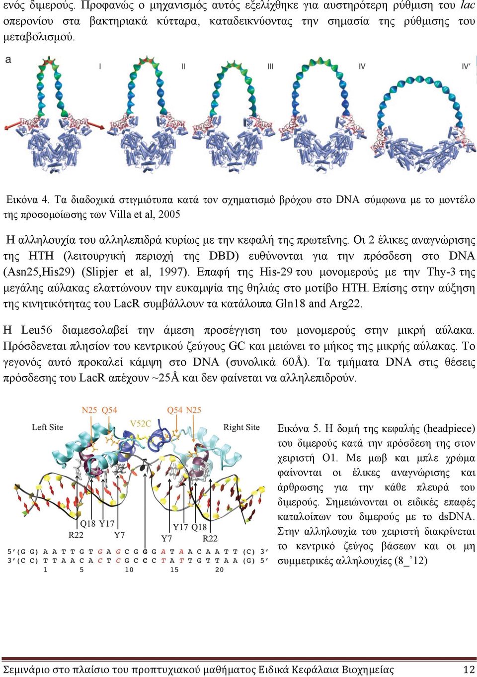 Οι 2 έλικες αναγνώρισης της HTH (λειτουργική περιοχή της DBD) ευθύνονται για την πρόσδεση στο DNA (Asn25,His29) (Slipjer et al, 1997).