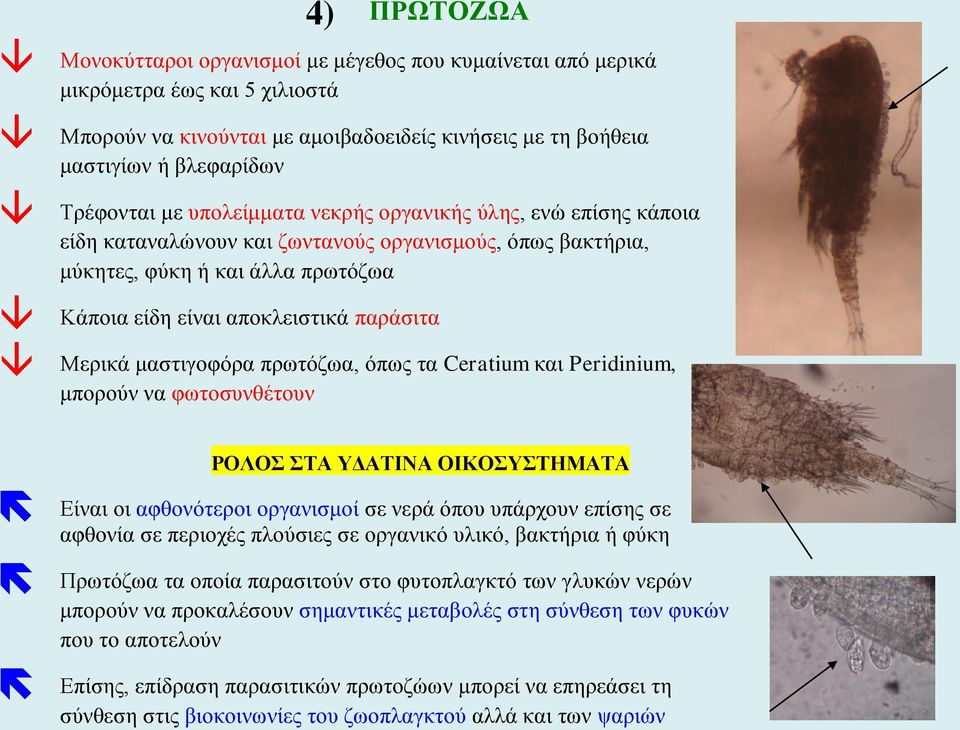 Μερικά μαστιγοφόρα πρωτόζωα, όπως τα Ceratium και Peridinium, μπορούν να φωτοσυνθέτουν ΡΟΛΟΣ ΣΤΑ ΥΔΑΤΙΝΑ ΟΙΚΟΣΥΣΤΗΜΑΤΑ Είναι οι αφθονότεροι οργανισμοί σε νερά όπου υπάρχουν επίσης σε αφθονία σε