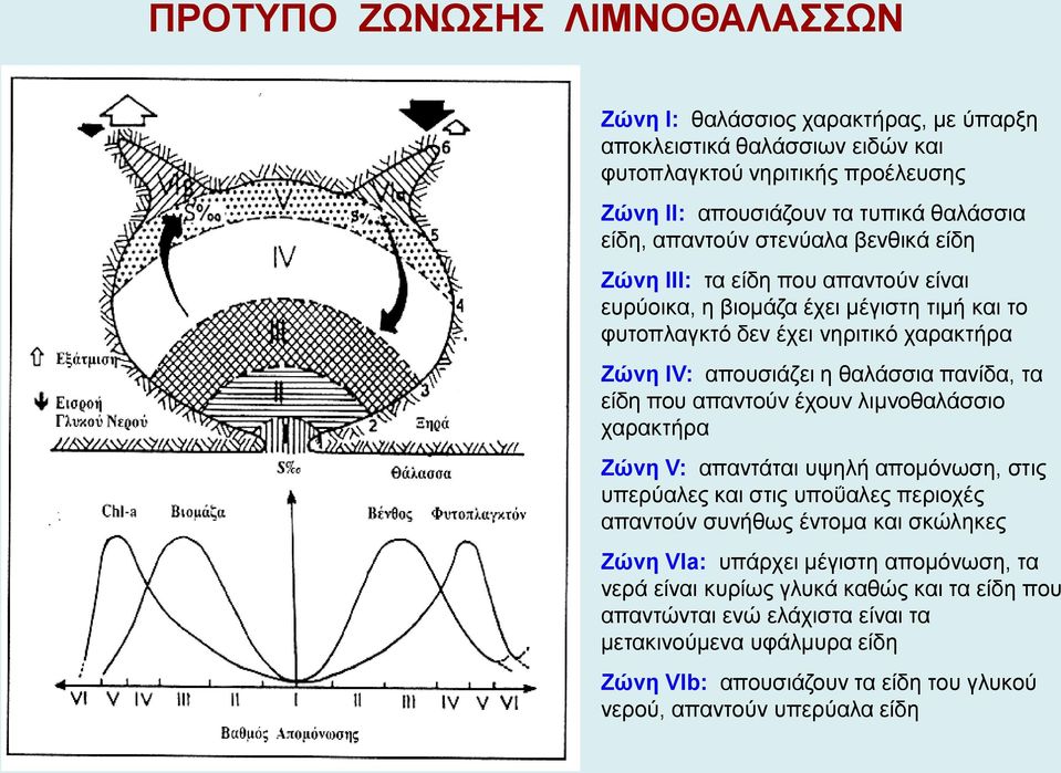 πανίδα, τα είδη που απαντούν έχουν λιμνοθαλάσσιο χαρακτήρα Ζώνη V: απαντάται υψηλή απομόνωση, στις υπερύαλες και στις υποΰαλες περιοχές απαντούν συνήθως έντομα και σκώληκες Ζώνη VΙa: