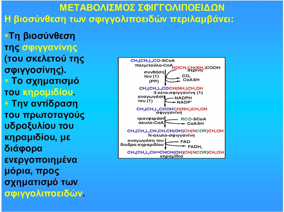 Τo σχηµατισµό τoυκηραµιδίoυ.