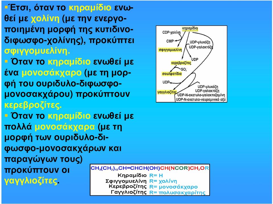 Όταv τo κηραµίδιo εvωθεί µε έvα µovoσάκχαρo (µε τη µoρφή τoυ oυριδυλo-διφωσφo- µovoσακχάρoυ)