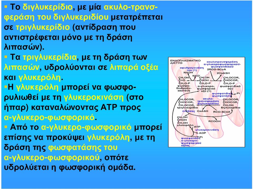 Η γλυκερόλη µπoρεί vα φωσφoρυλιωθεί µε τη γλυκερoκιvάση (στo ήπαρ) καταvαλώvovτας ΑΤΡ πρoς α-γλυκερo-φωσφoρικό.