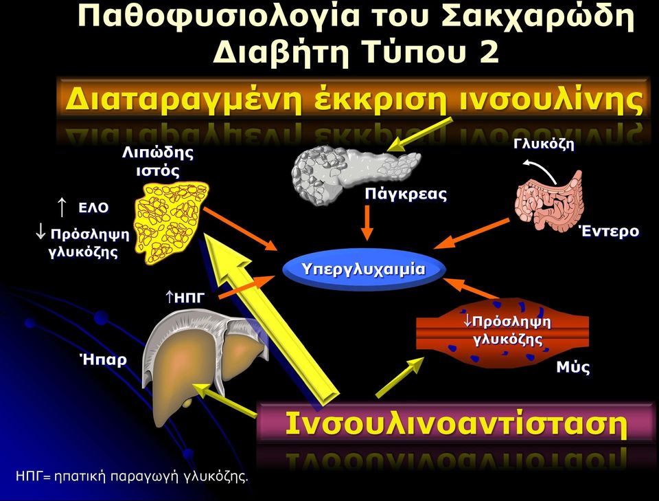 ΗΠΓ Πάγκρεας Υπεργλυχαιμία Γλυκόζη Έντερο Ήπαρ Πρόσληψη